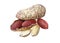 Watercolor peanut nut food