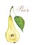 Watercolor pear cutaway. Botanical illustration. Isolated.