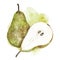 Watercolor pear illustration