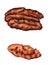 Watercolor peeled pecan nuts