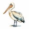 Watercolor Pelican Illustration Cute And Lifelike Bird Artwork