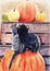 Watercolor pencil illustration of two fluffy cats sitting on a large orange pumpkin