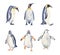 Watercolor penguins set.