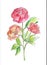 Watercolor peonies on white background. Hand drawn flowers. Element for design.