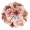Watercolor Peony flower brown-pink  on a white isolated background with clipping path. Nature. Closeup no shadows.