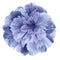 Watercolor Peony flower purple-blue on a white isolated background with clipping path. Nature. Closeup no shadows.