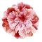 Watercolor Peony flower red-pink  on a white isolated background with clipping path. Nature. Closeup no shadows.