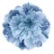 Watercolor Peony flower turquoise-blue on a white isolated background with clipping path. Nature. Closeup no shadows.