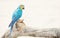 Watercolor Picture of Blue and Gold Macaw Perched on Branch