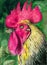 Watercolor picture of a colorful rooster on a dark green background