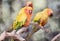 Watercolor Picture of Sun Conure Parrot Perched on Branch