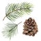 Watercolor pine cone and fir branch set. Hand painted pine branch with cone isolated on white background. Botanical clip