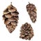 Watercolor pine cones set. Hand painted fir cones isolated on white background. Nature illustration. Holiday symbol for