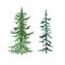 Watercolor pine trees, isolated on white background. Hand painted illustration with spruce evergreen forest. Christmas design