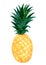 Watercolor pineapple illustration. Tropical fruit for t-shirt print design.