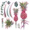Watercolor pineapple plant set. Hand drawn watercolor botanical illustration.