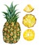 Watercolor pineapple set