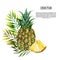 Watercolor pineapple set