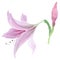 Watercolor pink amaryllis flower. Floral botanical flower. Isolated illustration element.