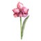 Watercolor pink amaryllis flowers. Floral botanical flower. Isolated illustration element.