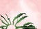 Watercolor pink background with tropical philodendron leaf