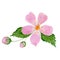 Watercolor pink cherry flower with buds isolate. Elegant bloom for the design of cards and invitations for weddings and