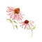 Watercolor pink echinacea flower