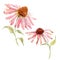 Watercolor pink echinacea flower