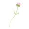 Watercolor pink echinacea flowers isolated. Hand painted illustration with elegant garden pink daisies flowers to design