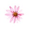 Watercolor pink echinacea flowers isolated. Hand painted illustration with elegant garden pink daisies flowers to design