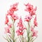 Watercolor Pink Flowers: Graceful Gladiolus Frame On White Background