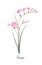 Watercolor pink freesia flower