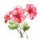 Watercolor Pink Geranium Flowers: Bold Colors, Traditional Chinese Painting