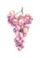 Watercolor Pink Grapes Isolated