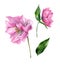 Watercolor pink hellebore flowers on a white background.