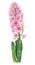 Watercolor pink hyacinth flower green leaf nature plant isolated