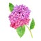 Watercolor pink hydrangea