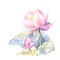 Watercolor pink lotus