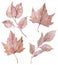 Watercolor pink maple and birch leaves. Fall clipart. Hand-drawn blush autumn illustration.