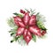 Watercolor pink poinsettia with Christmas floral decor. Hand painted traditional flower and plants: holly, mistletoe