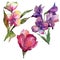 Watercolor pink and purple alstroemeria flower. Floral botanical flower. Isolated illustration element.