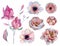 Watercolor pink and purple peonies and anemone flowers set