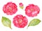 Watercolor pink red sweet Camelia japan flower isolated frame border on white background for card wallpaper invitation