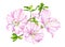 Watercolor pink Rhododendron flower with leaves. Hand drawn botanical illustration of azalea plant isolated on white