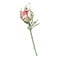 Watercolor pink rose bud flower plant herb spring flora isolated