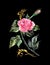 Watercolor pink rose with decor. Hand painted flower on a black background.
