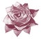 Watercolor pink rose. Flower insulated on a white background with clipping path. Close-up. For design.