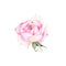 Watercolor pink rose flower plant herb spring flora isolated