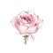 Watercolor pink rose flower plant herb spring flora isolated