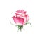 Watercolor pink rose flower plant herb spring flora isolated